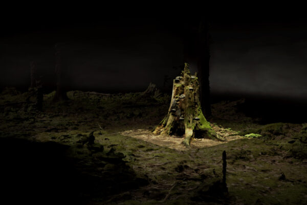 ForestOnLocation_BroersenLukacs_videostill_Courtesy-Akinci-and-the-Artists_BG_MED_OldGrowth02