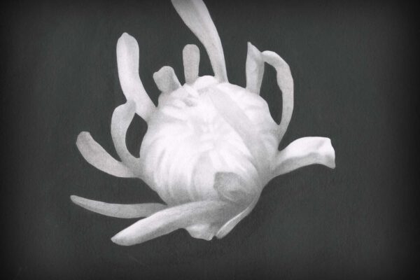 Chrysanthemum_Still_1_©Jingyuan-Luo Chrysanthemum_Still_1_©Jingyuan-Luo