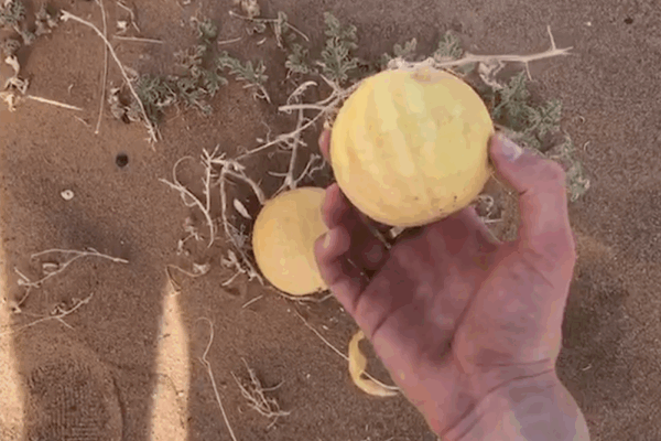 LOVEBOARD_05 LOVEBOARD_05