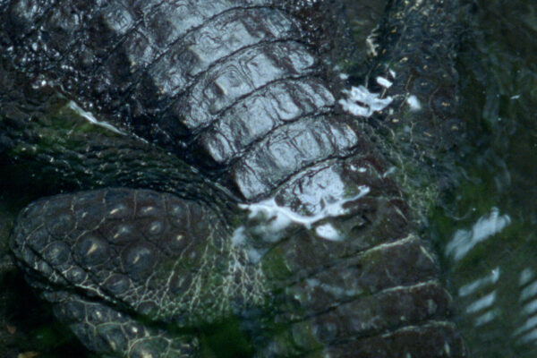Nido-de-Cocodrilo_Still_2