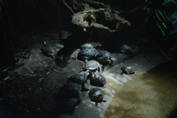 Nido-de-Cocodrilo_Still_3_
