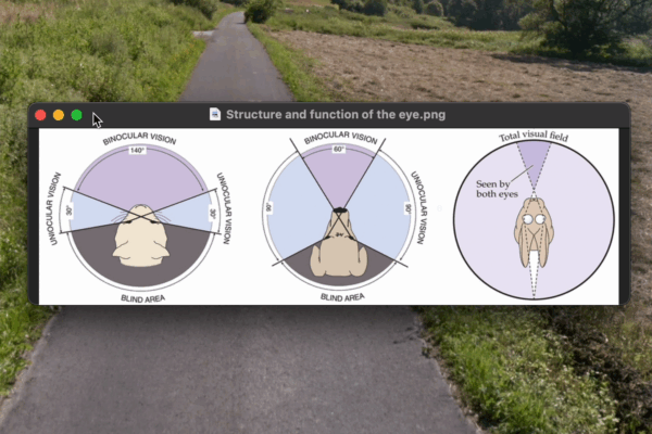 Still_Sichtfeld-c Still_Sichtfeld-c