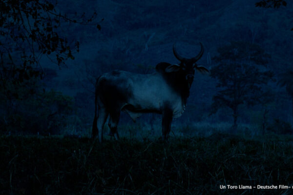 UnToroLlama_Still_3_©Deutsche-Film-und-Fernsehakademie-Berlin UnToroLlama_Still_3_©Deutsche-Film-und-Fernsehakademie-Berlin